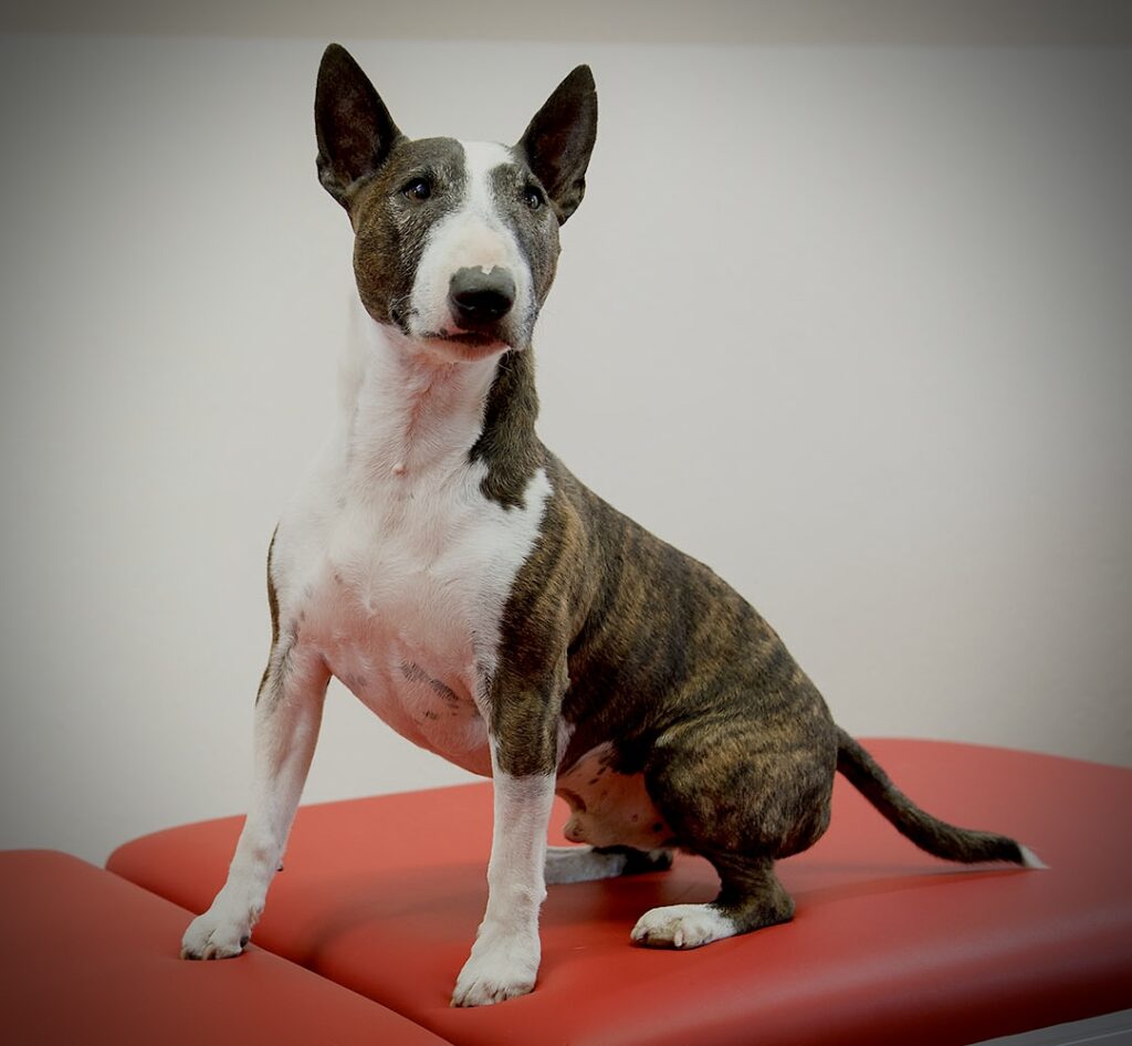 Ein braunweiß gestromter Bullterrier sitzt aufmerksam auf einer roten Liege